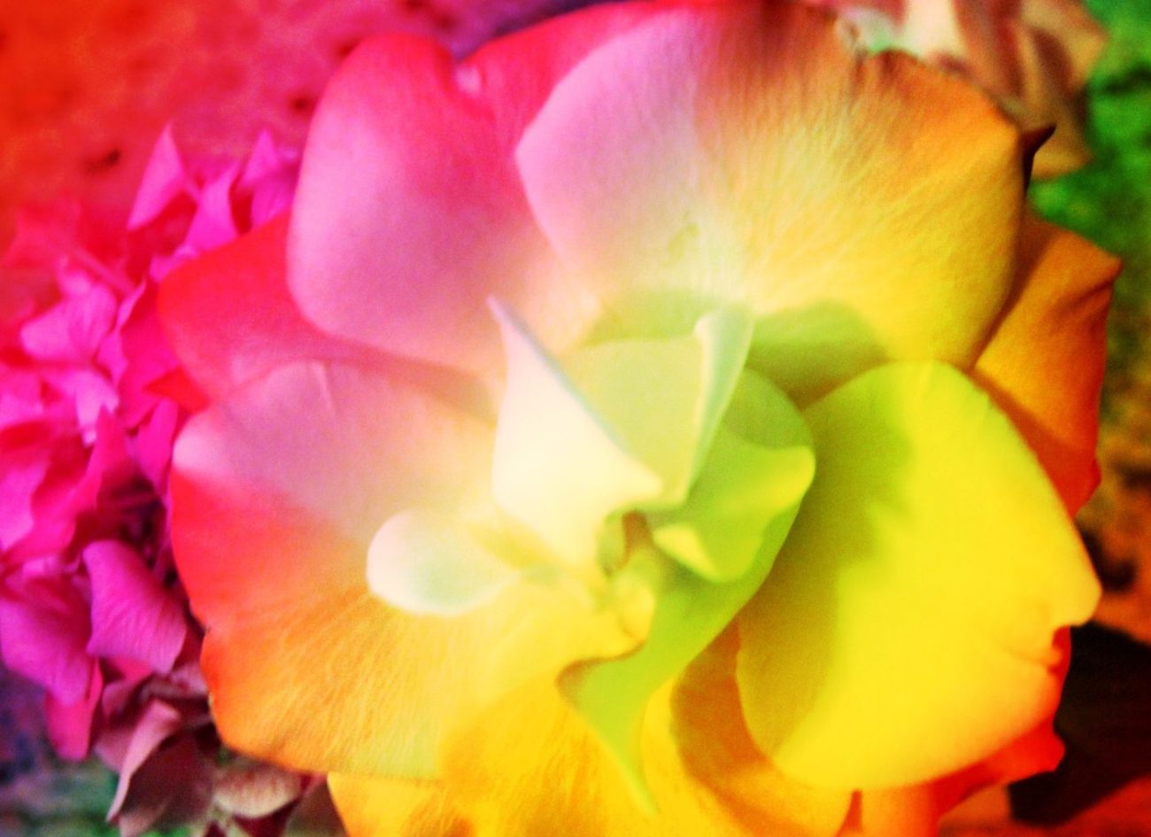 Tending the Garden of Your Heart: Lessons from My Roses