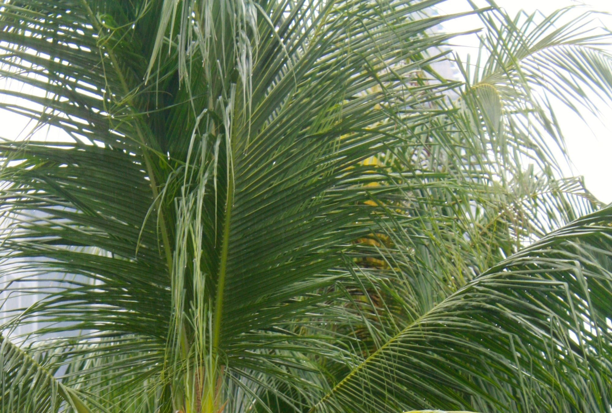 Hosanna! Jesus Came to Bring Peace!