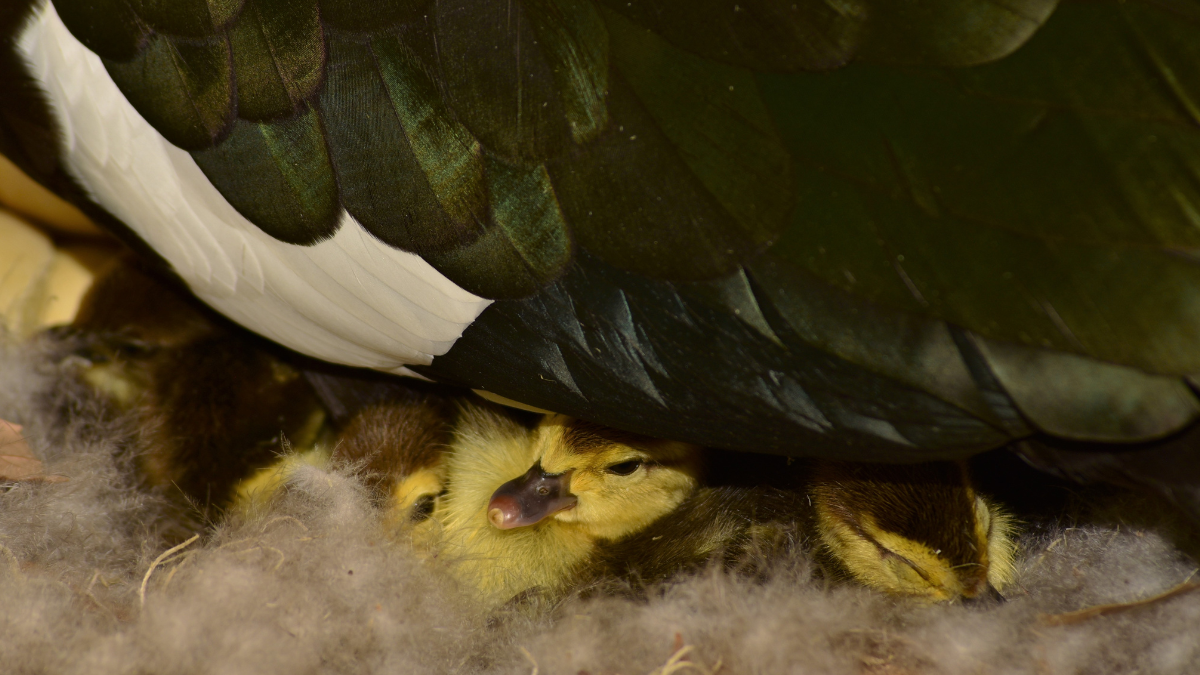 Under the Shadow of Your Wing