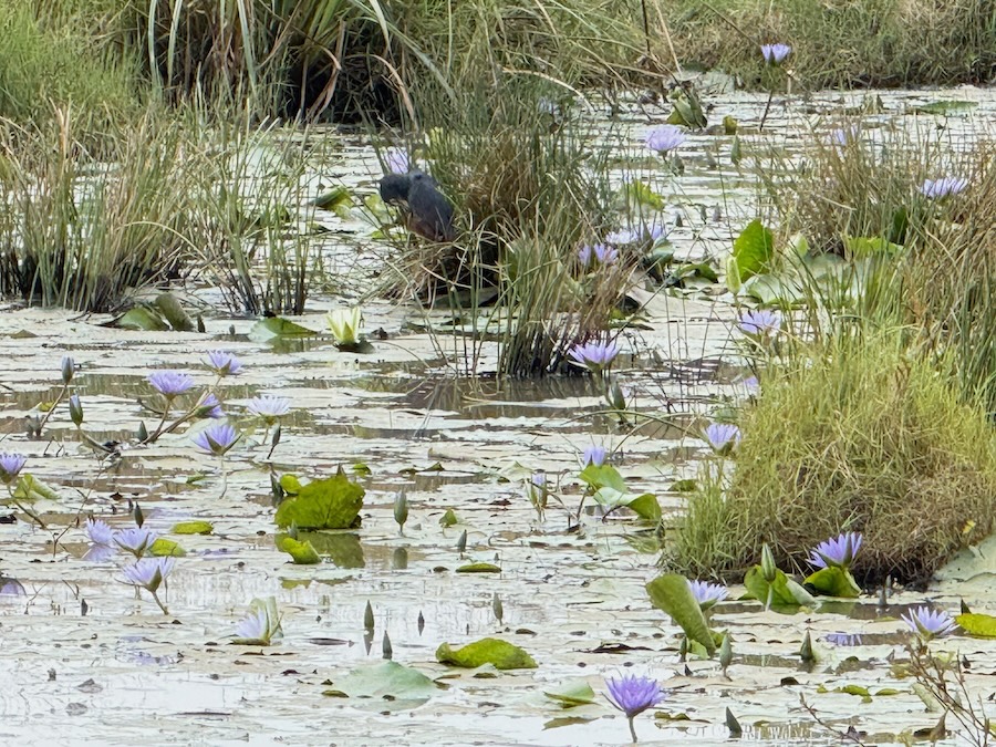Seeing and Hearing Our Husbands