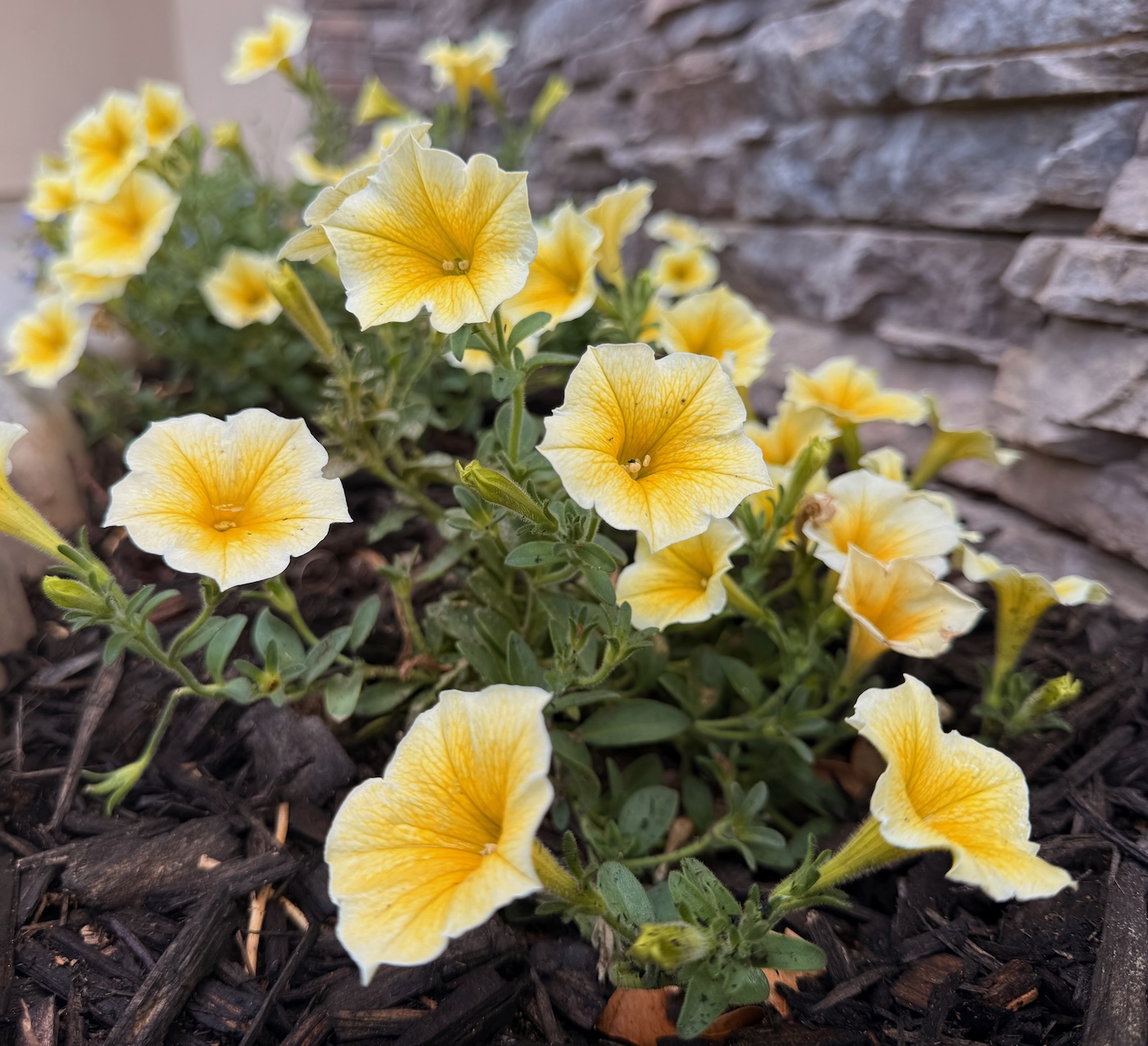 God’s Steadfast Love Transforms Our Communication